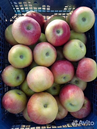 Яблоки от 1 килограмма с доставкой