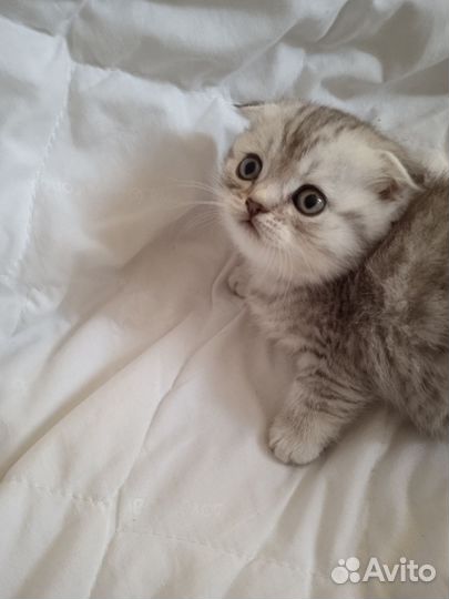 Шотландская