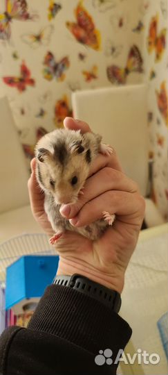 Хомяк короткошерстный, белый, с клеткой