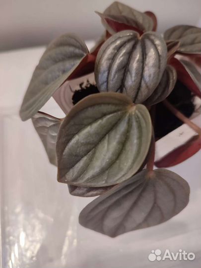 Керамический горшок.Пеперомии Милано. Лилиан