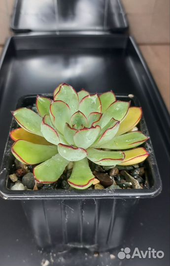 Эхеверии / Каменная роза