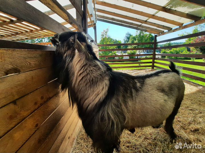 Козлята процентные