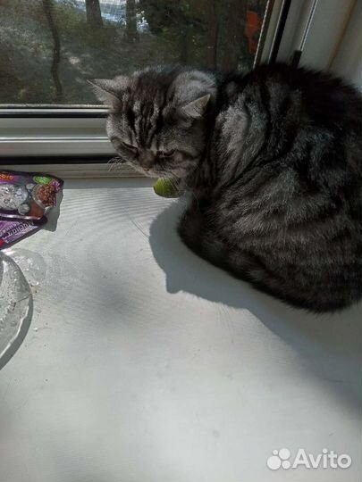 Британская кошка бесплатно