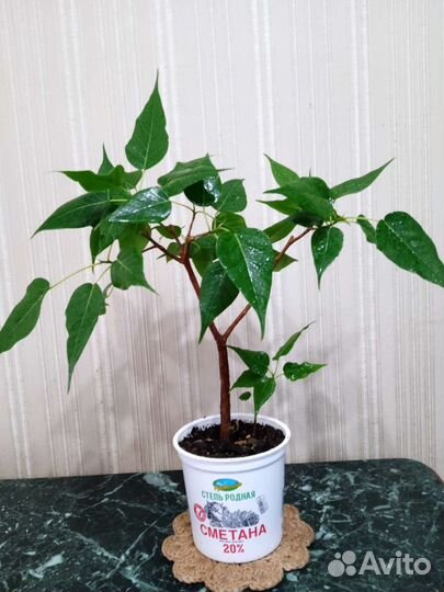 Фикус Священный