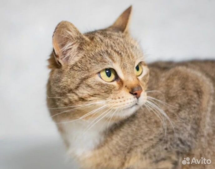 Отдам кошечку в добрые руки