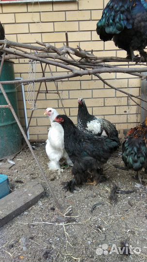 Инкубационное яйцо кур брама