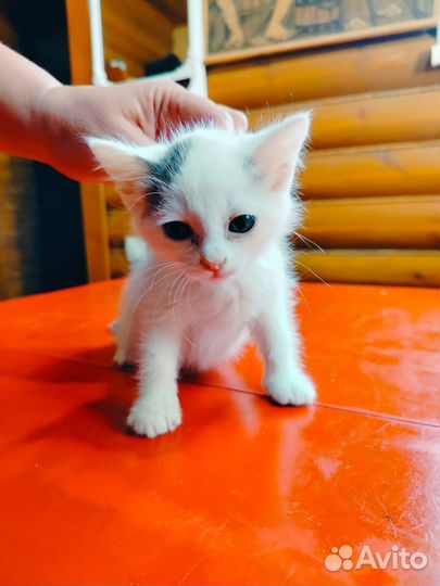 Котята в добрые руки бесплатно