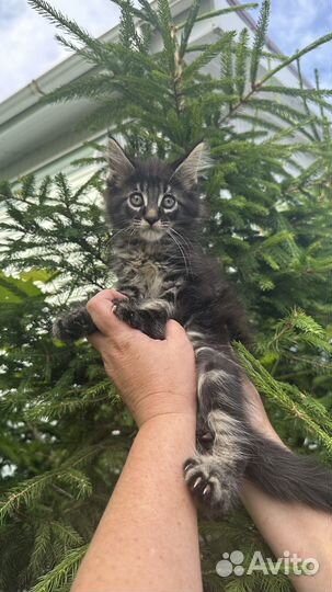 Котята мейн-кун