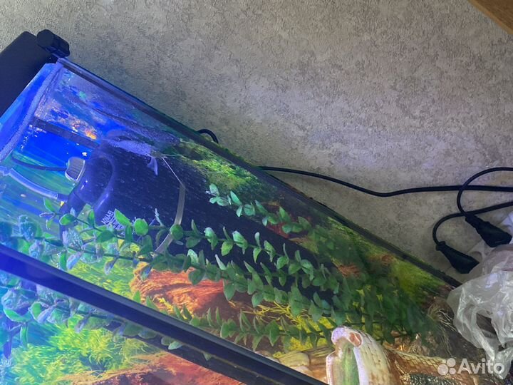 Аквариум