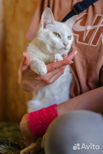 Застенчивая кошечка ждет своих хозяев