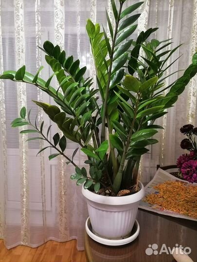 Замиокулькас