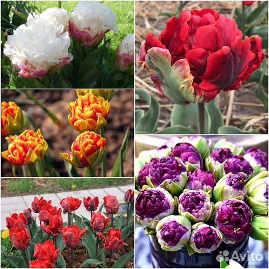 Тюльпаны оптом