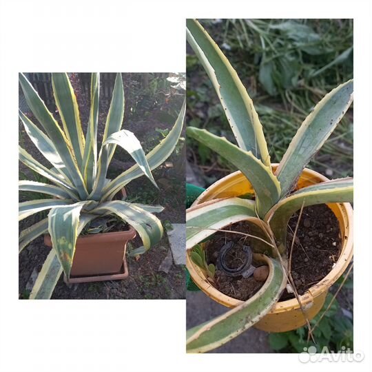 Хлорофитум Бони кучерявый