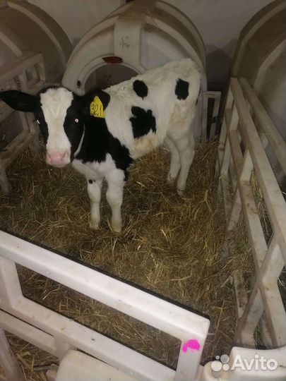 Тёлки бычки