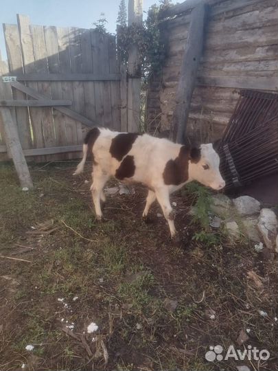 Телочка 5 месяцев