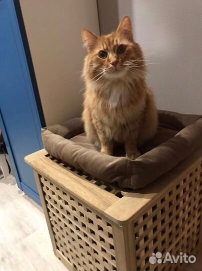 Домики и подушки для кошек, собак