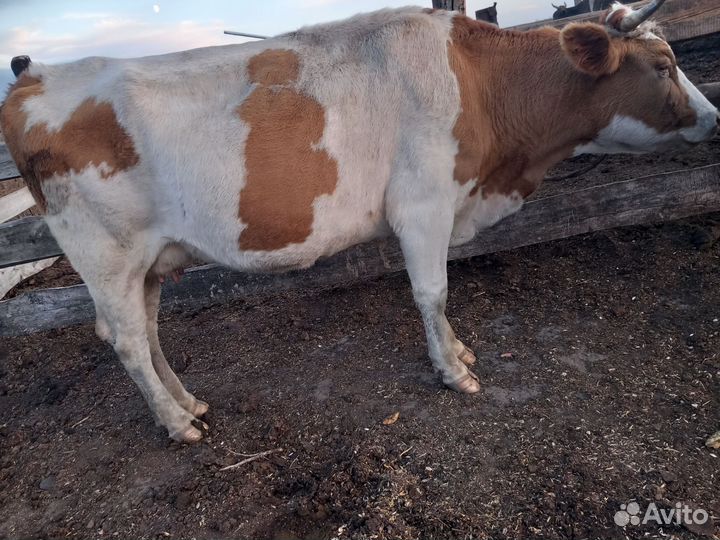 Продам коров