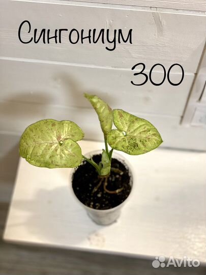 Сингониум и калатея нетворк