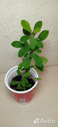 Молочай Миля