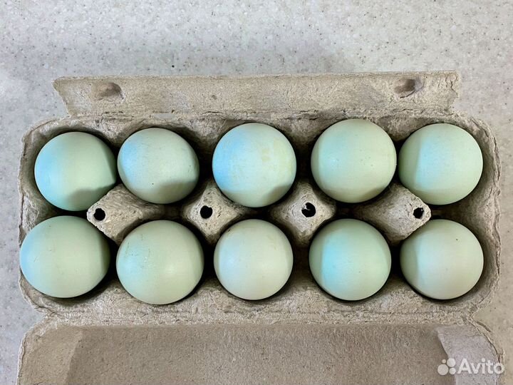 Домашние яйца на инкубатор