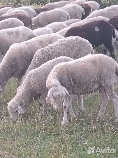 Овцы бараны