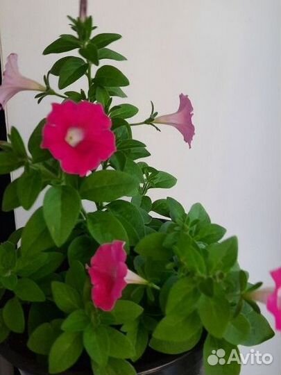 Петуния многоцветковая каскадно-ампельная