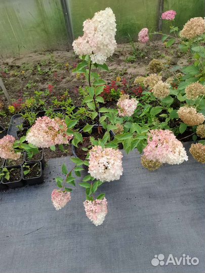 Цветущие кустарники для вашего сада