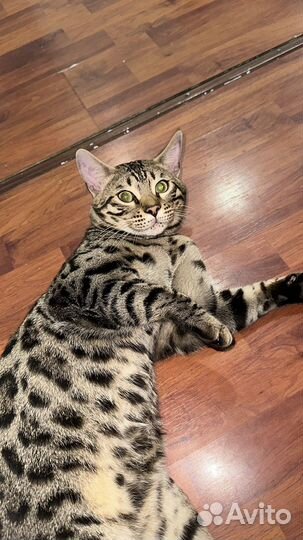 Бенгальский кот вязка