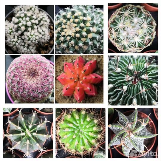 Астрофитумы гимнокалицыумы цветущие кактусы