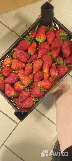Клубника Азербайджан