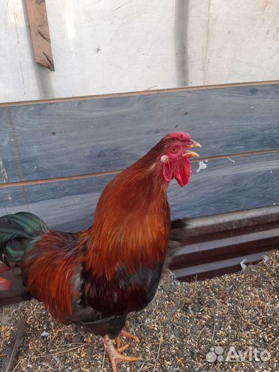 Молодые петухи