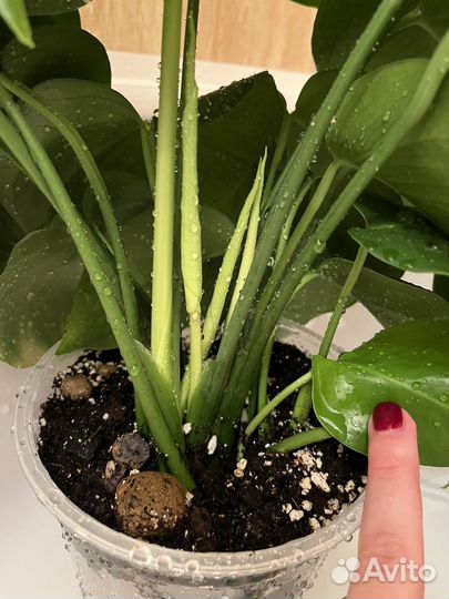 Монстера деликатесная