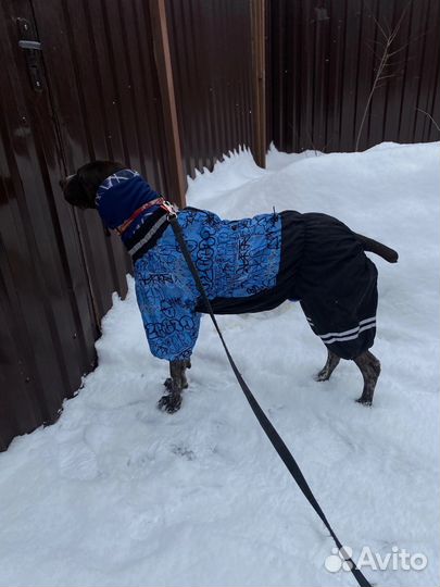 Одежда для большой собаки
