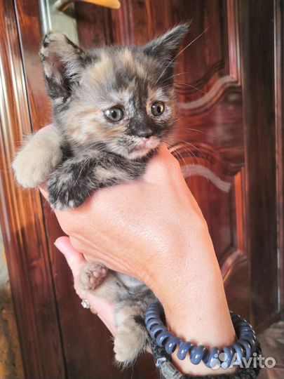 Кошки,потомки вислоухой британки