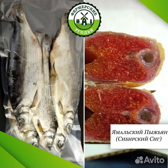 Ямальский отборный Пыжьян (Сибирский Сиг)