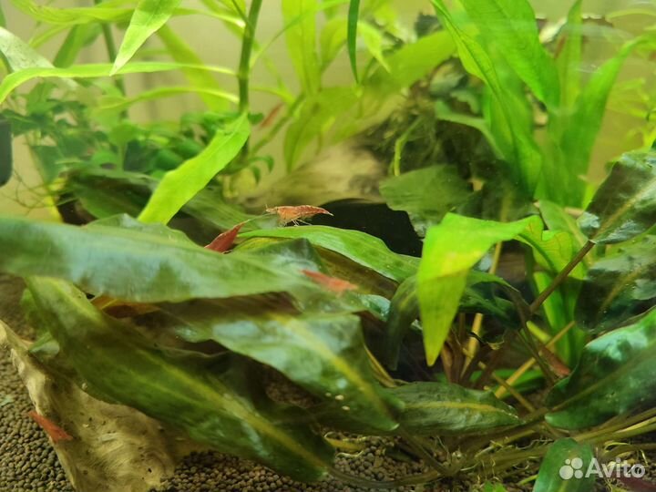 Креветки Вишня 20р. Гуппи эндлера