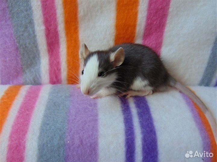 Крысы, крысята - дамбо, стандарт, клетки, гамак