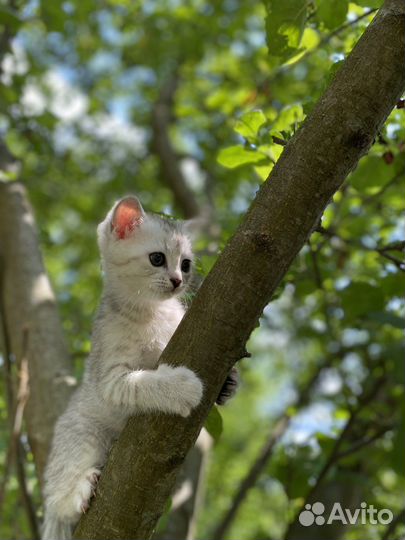 Шотланский котенок