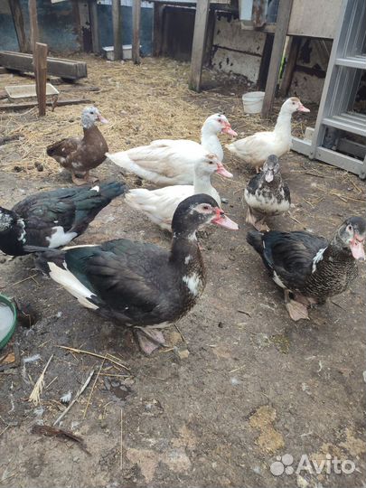 Селезень,индоутки