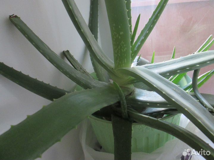 Горшки для растений Растения