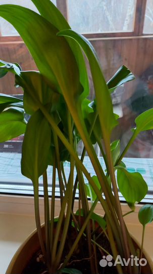 Комнатный цветок Дримиопсис