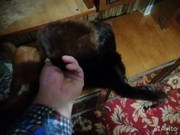 Мужская шапка