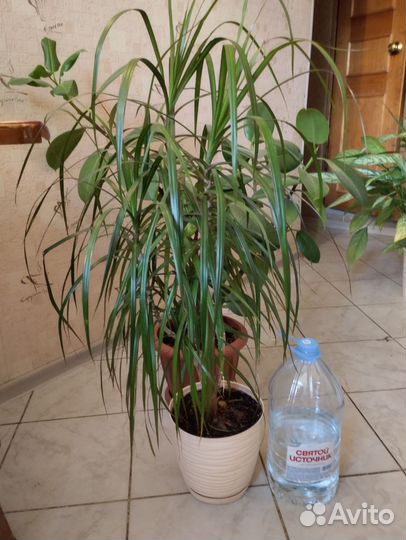 Кактусы и суккуленты