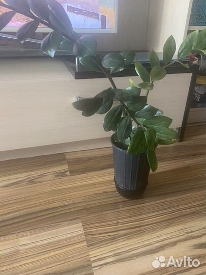 Замиокулькас