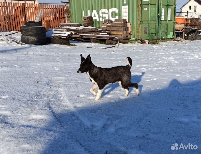 Щенок в добрые руки