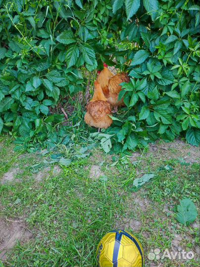 Утки Чери-велли