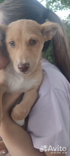 Левретка в добрые руки