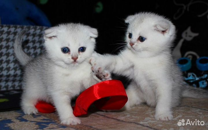 Шотландские вислоухие котята шиншилла