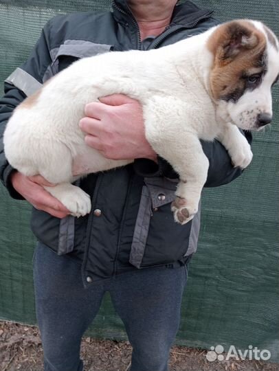 Среднеазиатская овчарка алабай щенки