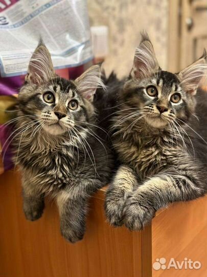 Котенок мейн-кун (девочка)